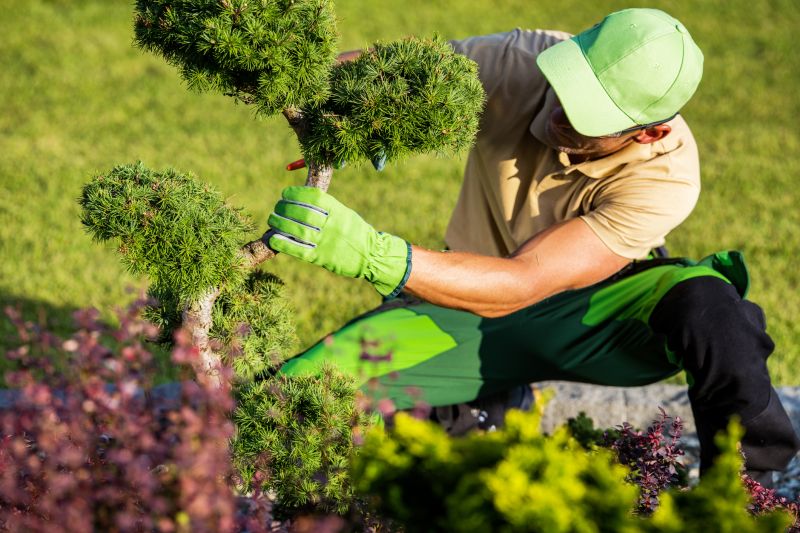 Shrub Trimming in Honolulu, HI