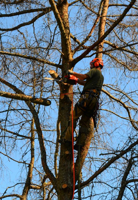 Local Fallen Branch Removal pros at work